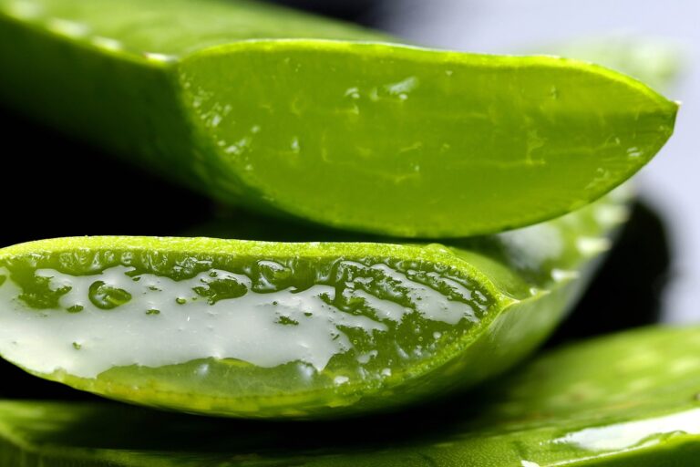 L'aloe vera può davvero migliorare la salute del tuo intestino?